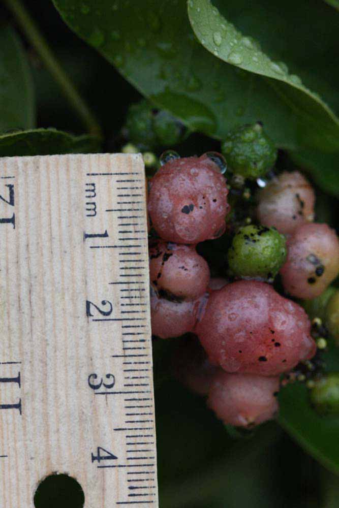              Fruit (Riverside, CA)       